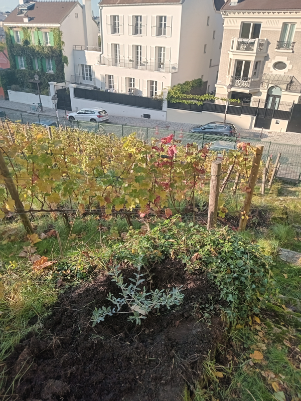 Olivier Tanche en terre, butte Montmartre (clos des vignes) 2024